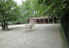 Somalischer Wildesel - 