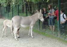 Somalischer Wildesel - 