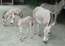 Somalischer Wildesel - 