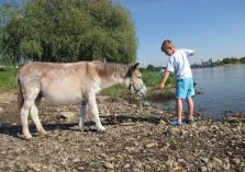 Wassertraining mit Eseln - 