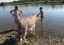 Wassertraining mit Eseln - 