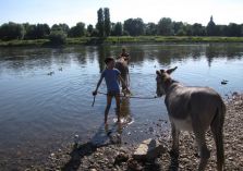 Wassertraining mit Eseln - 