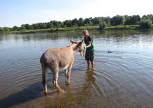 Wassertraining mit Eseln - 