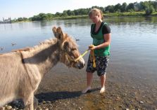 Wassertraining mit Eseln - 