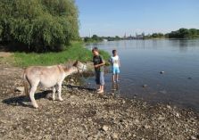 Wassertraining mit Eseln - 