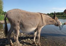 Wassertraining mit Eseln - 
