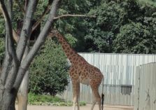 Zoo Dresden - 