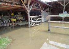   - Reitplatz und Stallungen stehen unter Wasser