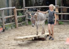 Übungen auf dem Reitplatz - 