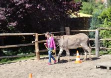 Übungen auf dem Reitplatz - 