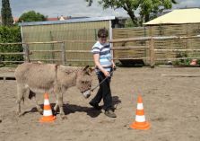 Übungen auf dem Reitplatz - 