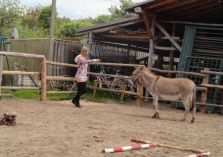 Übungen auf dem Reitplatz - 