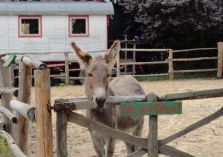 Übungen auf dem Reitplatz - 