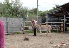 Übungen auf dem Reitplatz - 