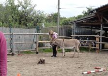 Übungen auf dem Reitplatz - 