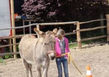 Übungen auf dem Reitplatz - 