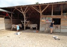 Esel putzen - 