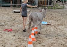 Übungen auf dem Reitplatz - 