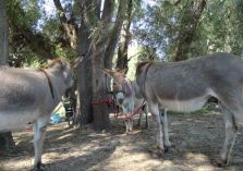 Eselwanderung - 