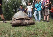 Im Zoo - Riesenschildkröte Hugo - 