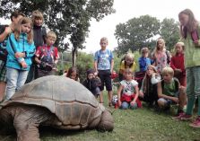 Im Zoo - Riesenschildkröte Hugo - 