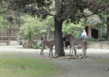 Im Zoo - Bei den Eseln - 