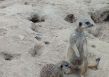 Im Zoo - Bei den Erdmännchen - 