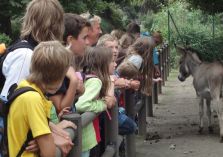 Im Zoo - Bei den Eseln - 