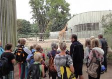 Im Zoo - Nervöser Giraffenhengst - 