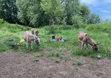 Eselwanderung - 