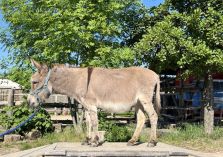Casimir - 