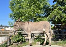 Jutta - 