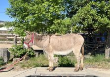 Lotti - 