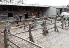 Das Ausmisten - 
