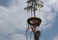 Maibaum - 