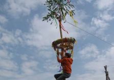 Maibaum - 